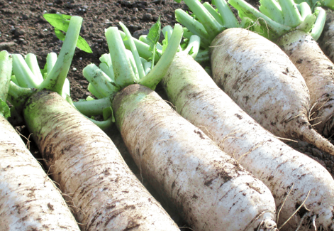 福岡博多名物手づくり漬物　ははごころ あまじょっぱ漬物