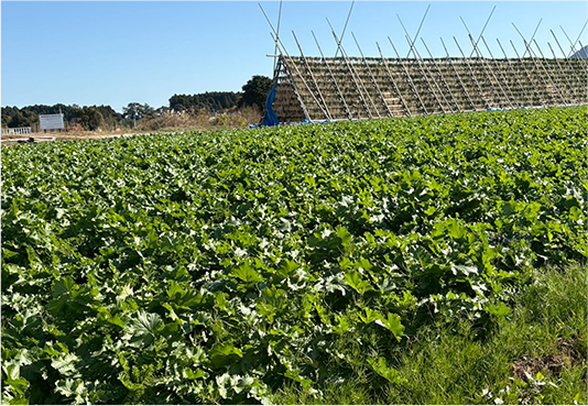 福岡博多名物手づくり漬物　ははごころ あまじょっぱ漬物